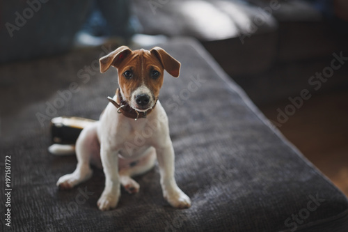 A small pretty puppy of breed Jack Russell Terrier sits on an gray sofa and looks at the camera with sad eyes. In the background are sun glares.