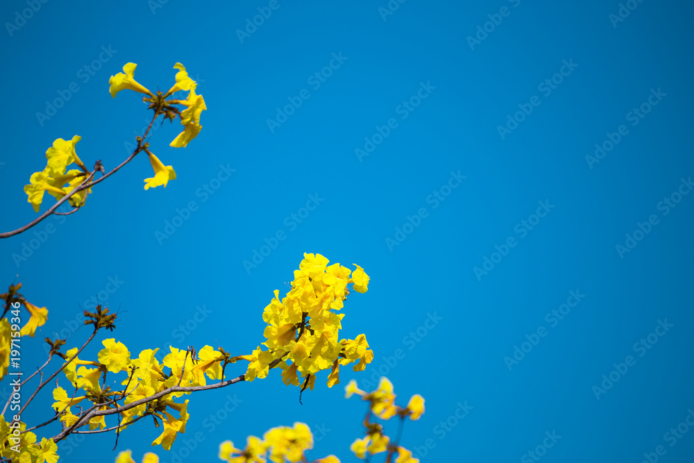 Golden trumpet tree at Park in on blue sky background. Golden trumpet tree at Park in on blue sky background.