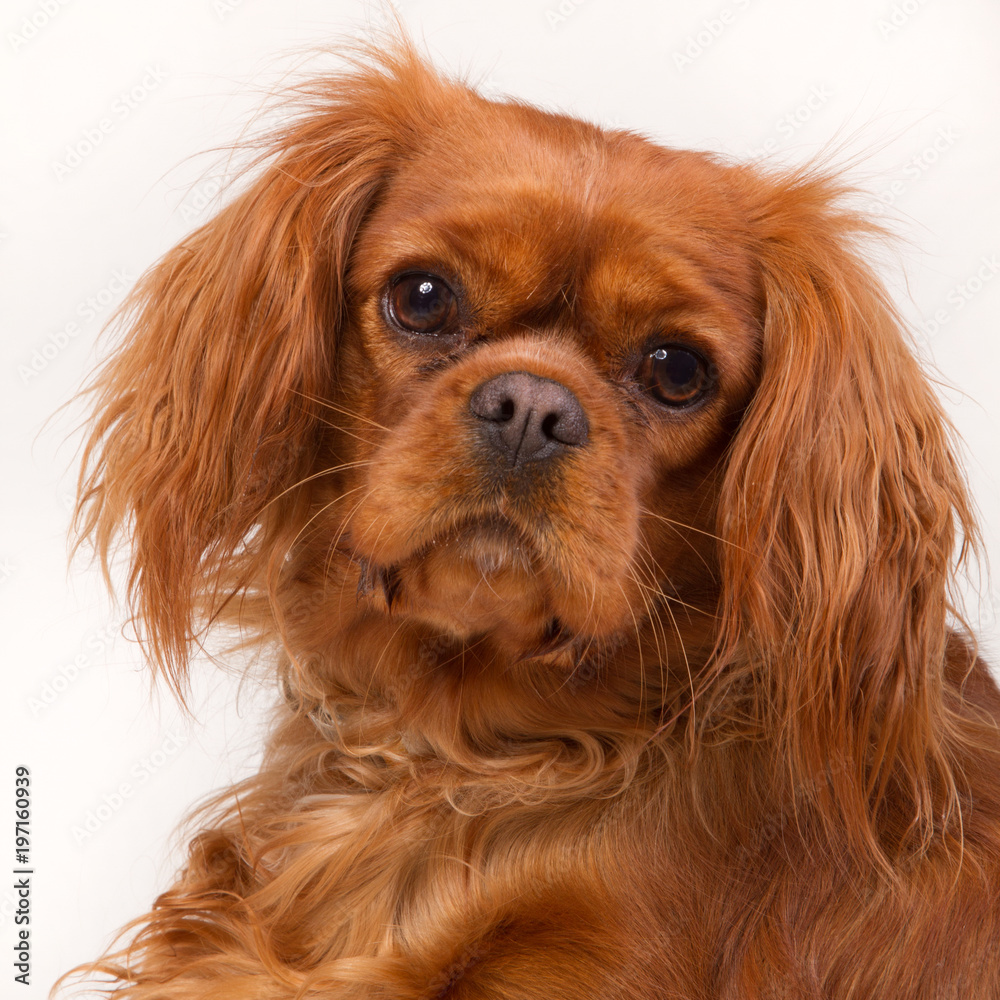 Portrait of a Cavalier King Charles spaniel Portrait of a Cavalier King Charles spaniel
