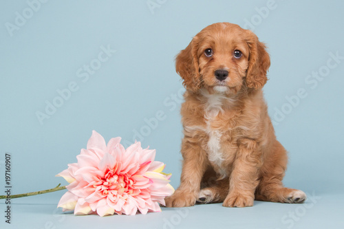 Apricot cavapoo puppy with a pink flower photo