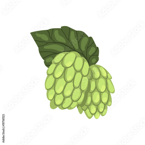 Hops, humulus lupulus plant, element for brewery products design vector Illustration on a white background