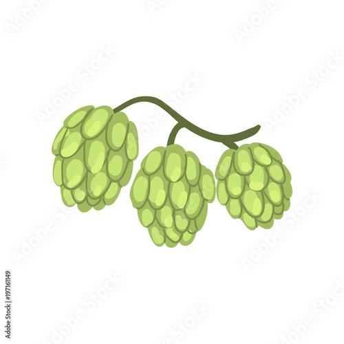 Hop cones, humulus lupulus plant, element for brewery products design vector Illustration on a white background