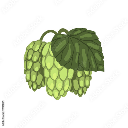Green hop cones with leaf, humulus lupulus plant, element for brewery products design vector Illustration on a white background