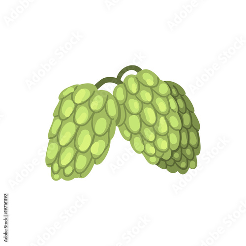 Creen hop cones, humulus lupulus plant, element for brewery products design vector Illustration on a white background