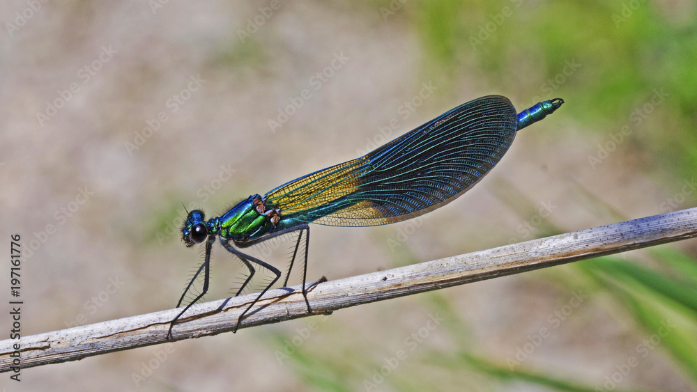 Libellule bleue accrochée à un roseau au-dessus de l'eau d'une rivière. Demoiselle insecte volant dans la nature du Sud de la France en été Libellule bleue accrochée à un roseau au-dessus de l'eau d'une rivière. Demoiselle insecte volant dans la nature du Sud de la France en été