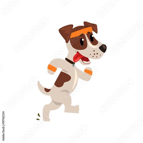 Cute jack russell terrier athlete running putting his tongue, funny sportive pet dog character doing sports vector Illustration on a white background