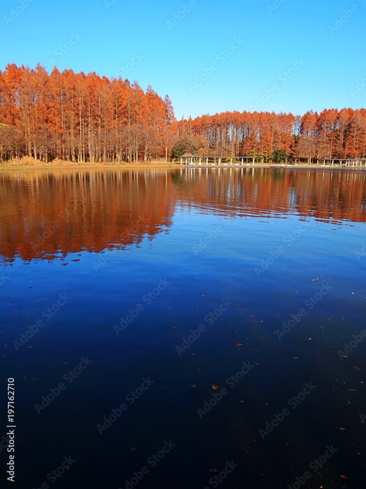 Fototapeta premium 秋晴れの公園の湖に映るセコイアの木