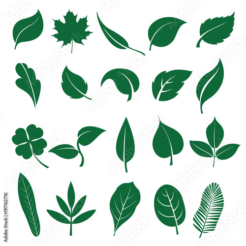 Leaves icon set isolated on white background. Various shapes of green leaves of trees and plants. Elements for eco and bio logos.