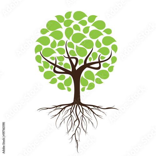 Green leafy tree with roots With trees isolated from white background.