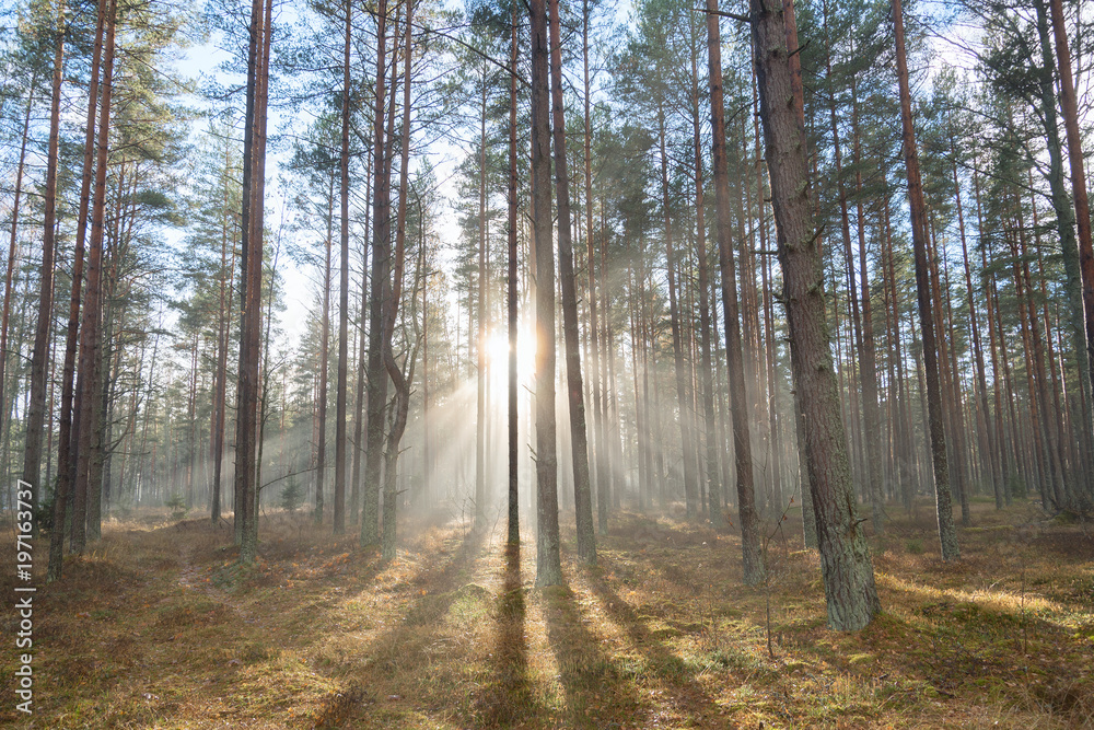 Sunlight in misty forest.