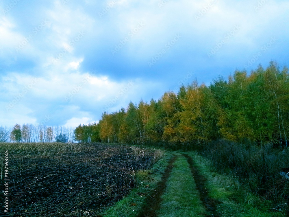 Fototapeta premium Autumn Grove