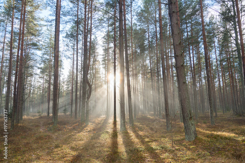 Obraz na płótnie Sunlight in misty forest. w salonie