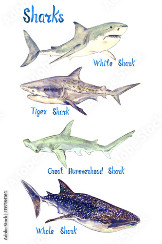 Sharks species set: White, Tiger, Great Hummerhead and Whale shark, isolated on white background hand painted watercolor illustration with handwritten inscription