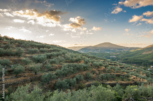 landscape of olive trees at sunset