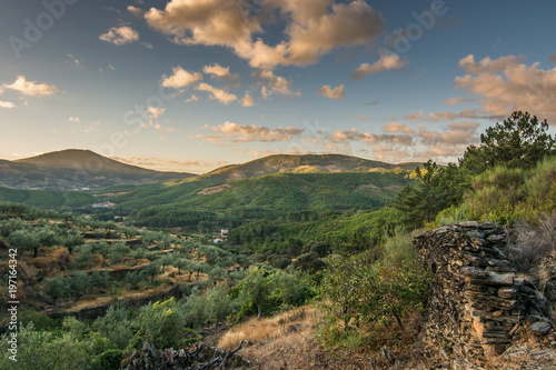 landscape of olive trees at sunset