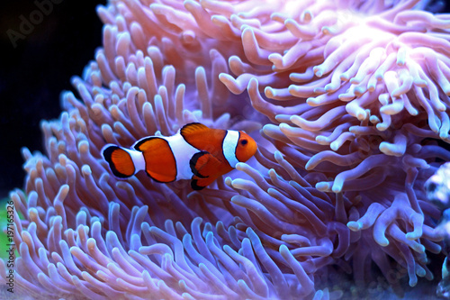 Clown fish enjoy in magnifica anemone 