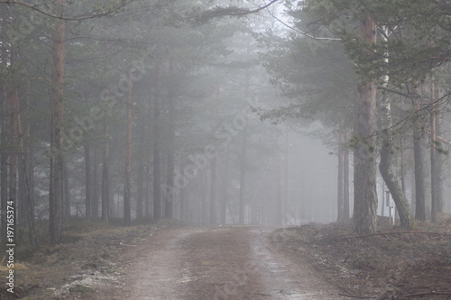 Forest road in foggy morning 