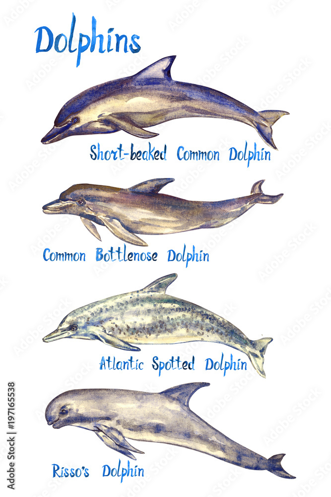 Fototapeta premium Zestaw gatunków delfinów: krótkowłosy, butlonos zwyczajny, delfin atlantycki i risso`s, na białym tle ręcznie malowane akwarelą ilustracji z odręcznym napisem