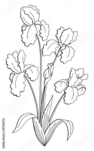 Iris flower graphic black white isolated bouquet sketch illustration vector