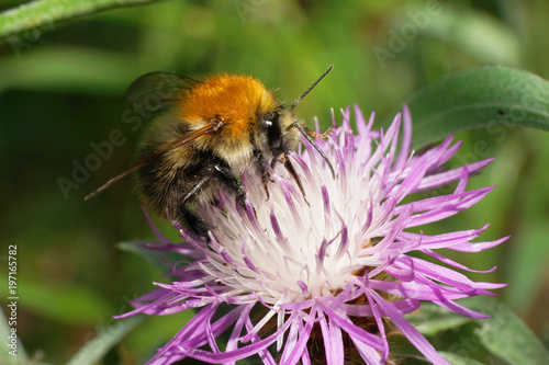 Macro of the red Caucasian bumblebee Bombus pascuorum collecting nectar photo