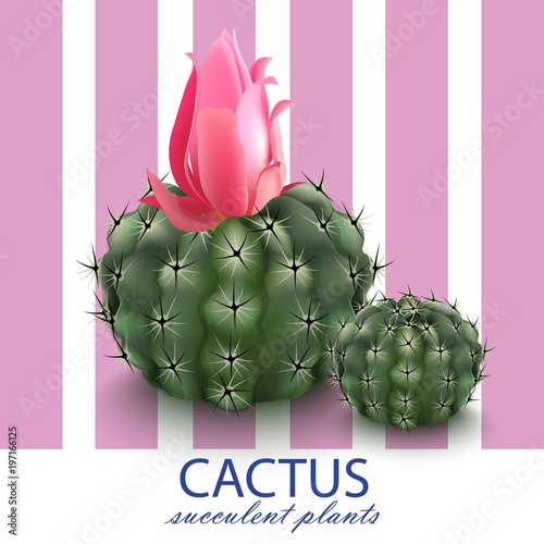 Pink cactus abstract background Vector illustrations