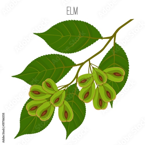 Elm leaves with serrate margins, fruit round wind-dispersed samara