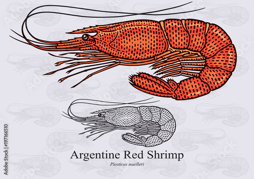 Argentine Red Shrimp. Vector illustration with refined details and optimized stroke that allows the image to be used in small sizes (in packaging design, decoration, educational graphics, etc.)