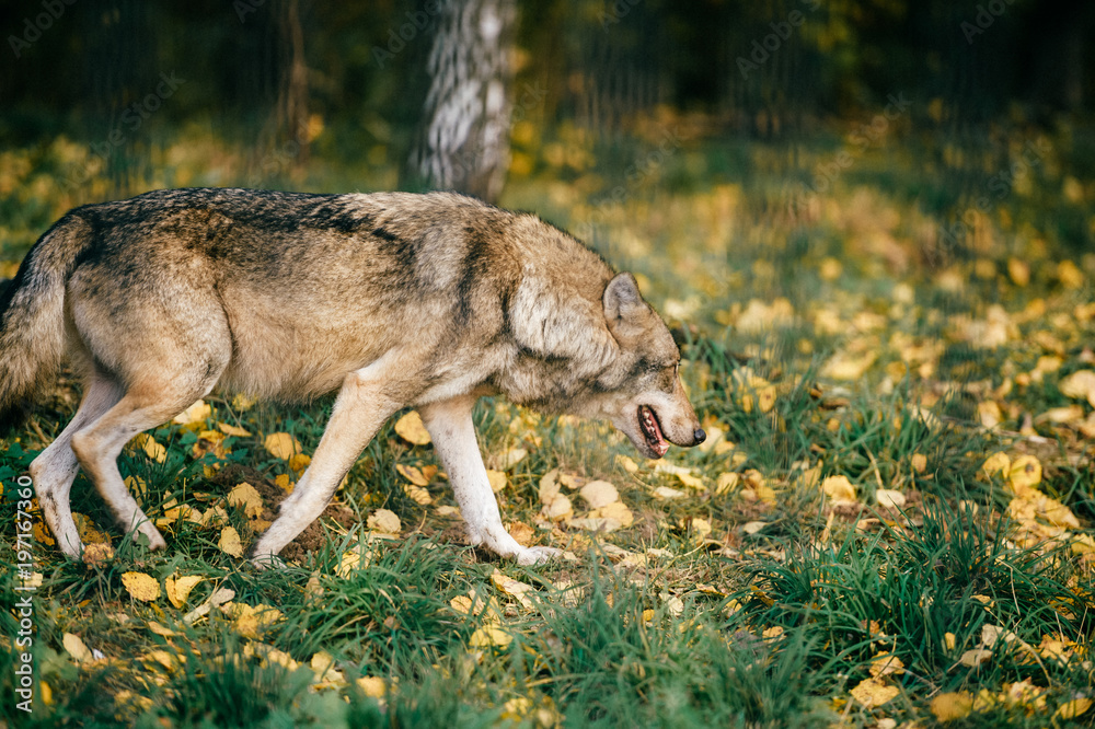 Fototapeta premium Outdoor wolf portrait. Wild carnivore predator at nature after hunting. Dangerous furry animal in european forest. Poor lonely canine muzzle in zoo. Feathers of eaten bird. Beast on wild territory.