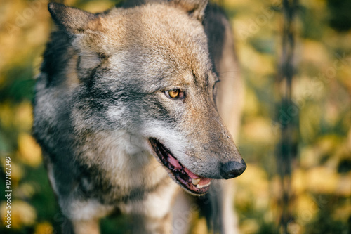 Outdoor wolf portrait. Wild carnivore predator at nature after hunting. Dangerous furry animal in european forest. Poor lonely canine muzzle in zoo. Feathers of eaten bird. Beast on wild territory.