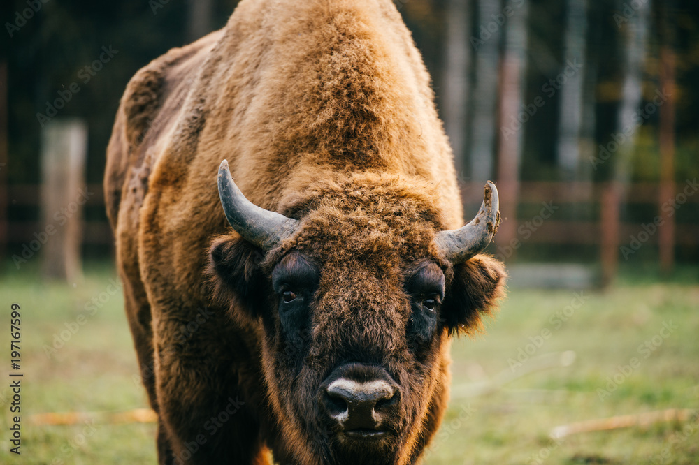 Bull bison closeup portrait in western europe zoo. Furry brown danferous herbivore animal habits in summer ooutdoor on field in wild nature. Buffalo wildlife. Head with horns. Funny muzzle looking.