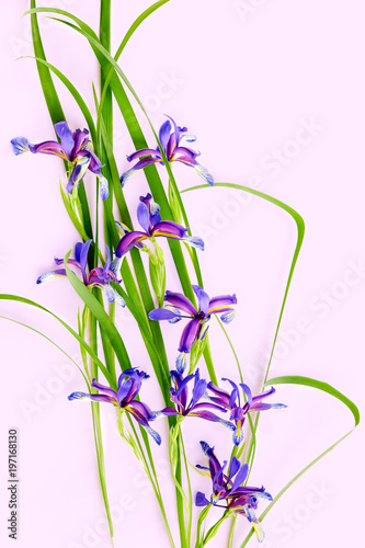 Fototapeta Naklejka Na Ścianę i Meble -  violet irises on white background