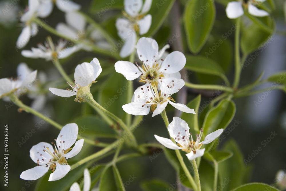 Fototapeta premium White flowers on the branches of trees in the spring.