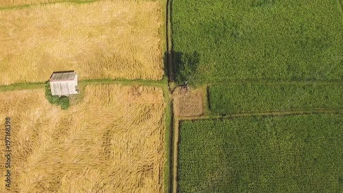 Aerial view of terraced ripe yellow and fresh green ricein Kerobokan, Bali, camera tilt up photo