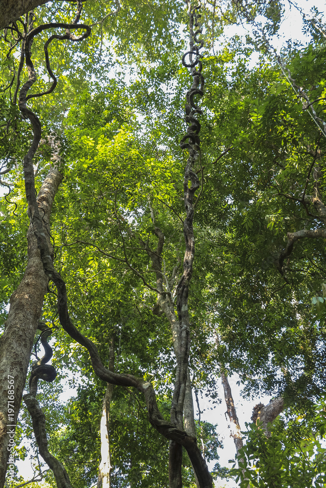 Fototapeta premium Lianes in the jungle of Thailand