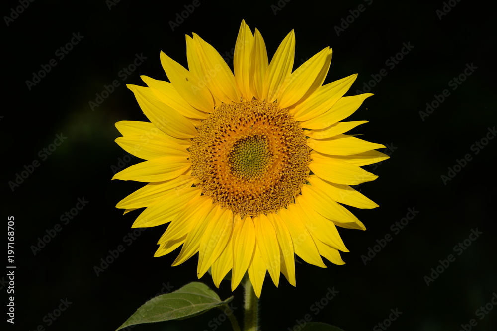 Obraz premium Tournesol