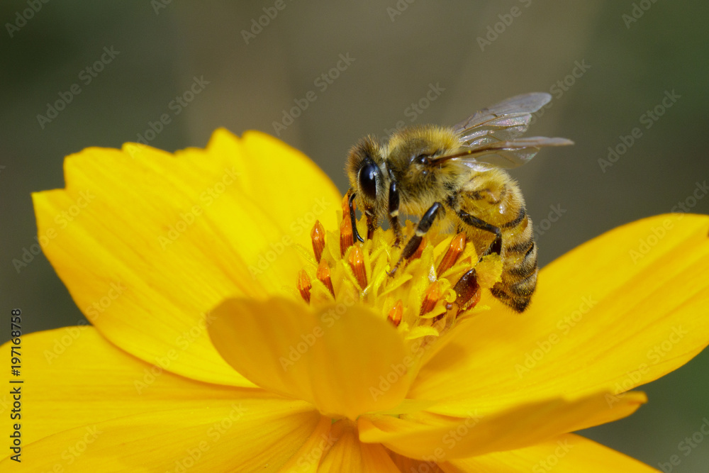 Image of bee or honeybee on yellow flower collects nectar. Golden honeybee on flower pollen. Insect. Animal Image of bee or honeybee on yellow flower collects nectar. Golden honeybee on flower pollen. Insect. Animal