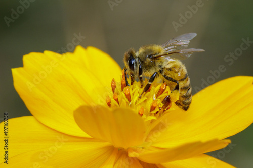 Image of bee or honeybee on yellow flower collects nectar. Golden honeybee on flower pollen. Insect. Animal © yod67