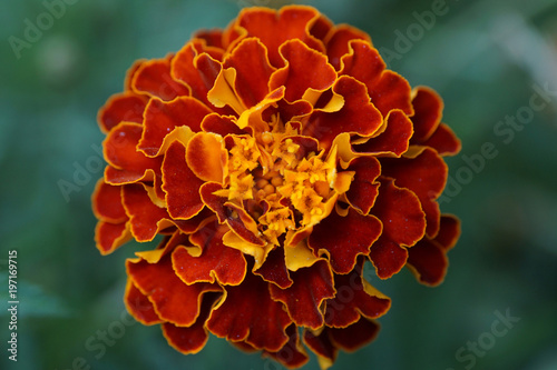 Macro structure complex flower Tagetes photo