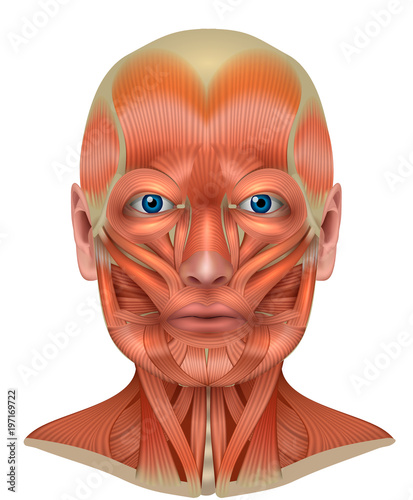 Muscles of the face and neck detailed bright anatomy isolated on a white background