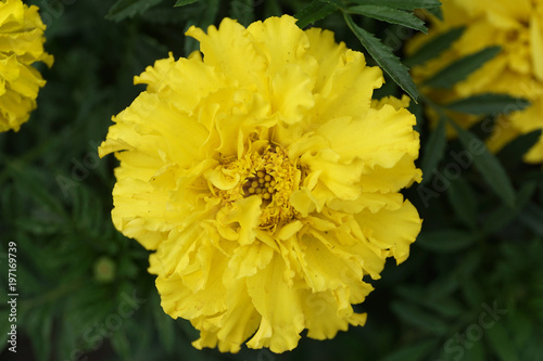 Close-up of a yellow the inflorescence Tagetes photo