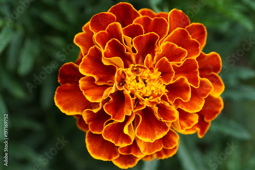 Close-up of a yellow-orange the inflorescence Tagetes photo