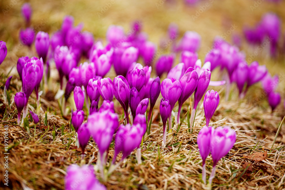 Spring snow melt and in the Carpathian valleys grow beautiful alpine flowers crocus Spring snow melt and in the Carpathian valleys grow beautiful alpine flowers crocus