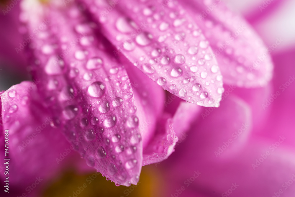 Flower with drops of water, close-up. Flower with drops of water, close-up.