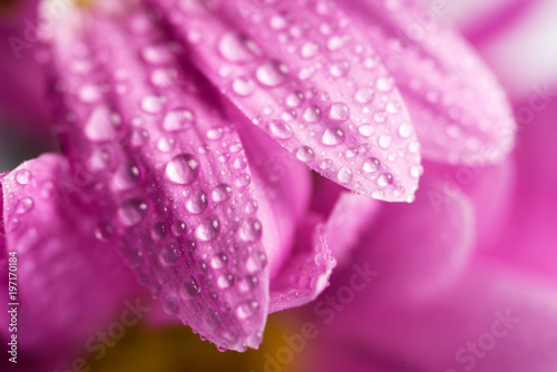 Flower with drops of water  close-up.