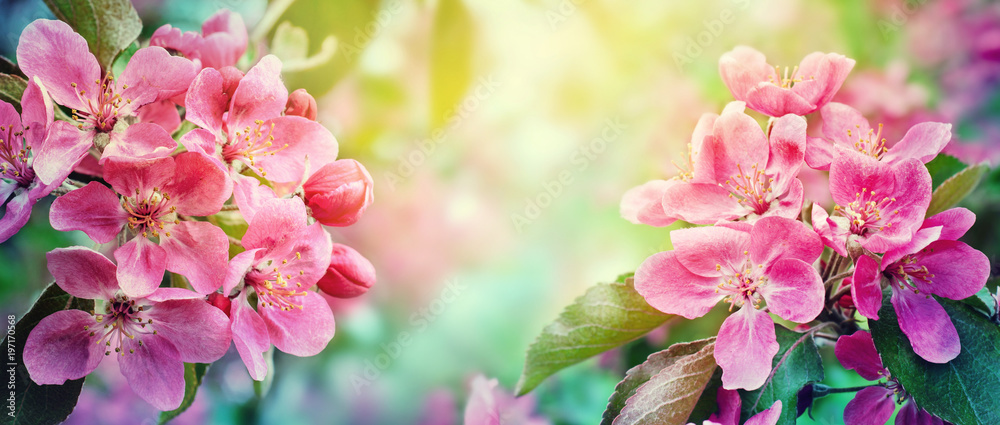 Cherry blossom, sakura flowers. Abstract blurred wide background of spring  blossoms tree, selective focus.  - obrazy, fototapety, plakaty 