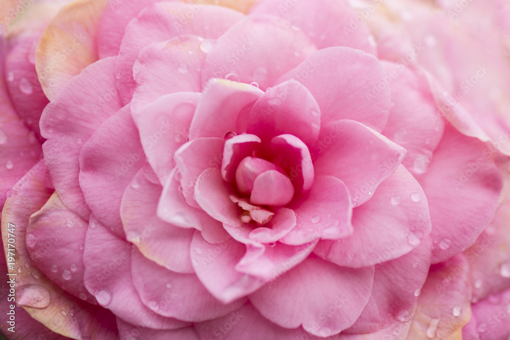 Fiore Camellia Japonica Fiore Camellia Japonica