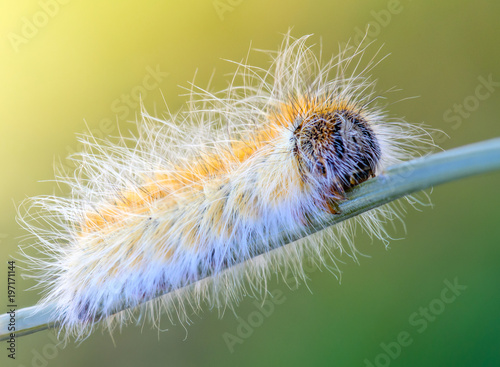 the pine processionary moth, worm with irritating hairs very dangerous