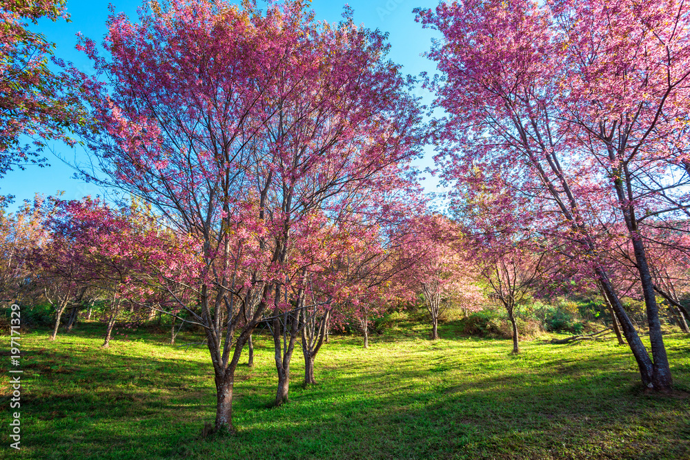 Cherry flower Prunus cerasoides,Giant tiger flower.bright pink flowers of Sakura in Cherry flower Prunus cerasoides,Giant tiger flower.bright pink flowers of Sakura in