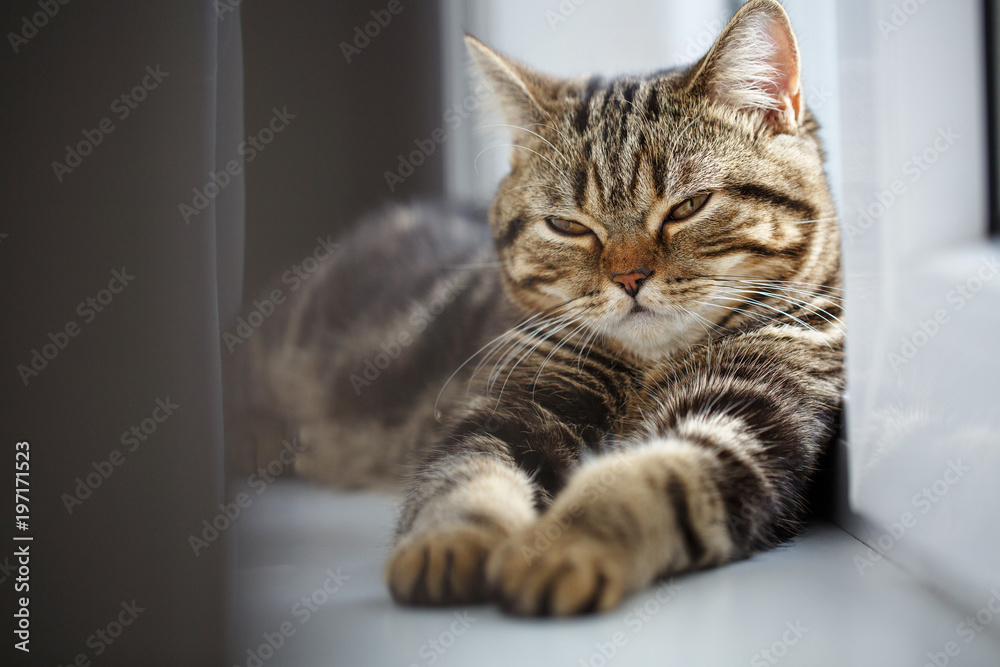 Fototapeta premium The cat resting on the window sill.