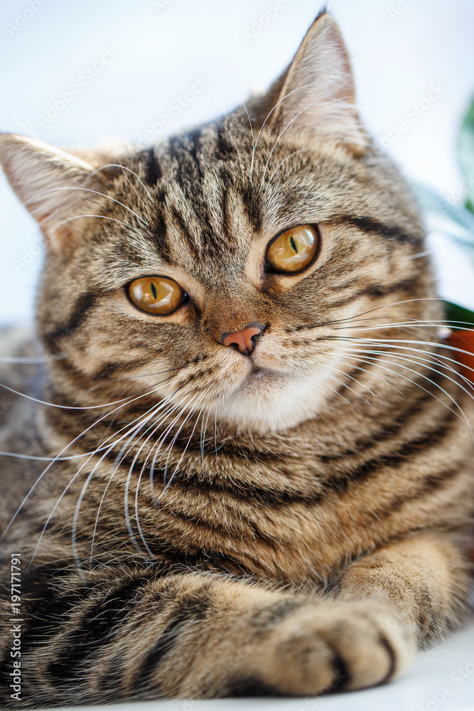 Portrait of British cat close up. Thoroughbred cat.